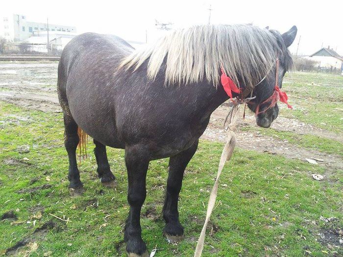 10173731_869024216453455_5392728468022675093_n