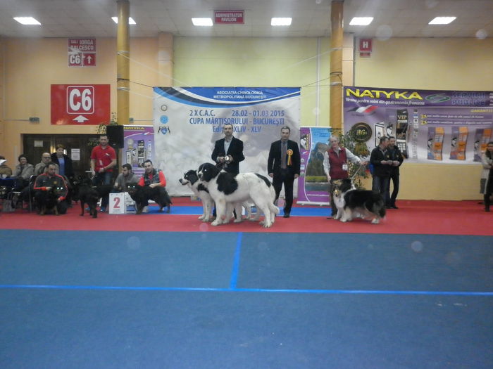 P1010330 - Expo CAC Bucuresti-1 martie 2015