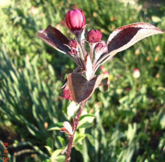 mar cu miez rosu boboci - Gradina Casa si Plante Rare sau Deosebite pentru Sanatate