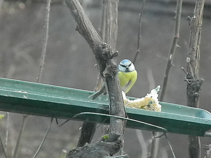 DSCN5809 - PITIGOII_3