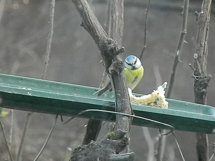 DSCN5811 - PITIGOII_3