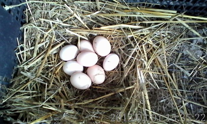 +doua azi=10 oua in 4 zile - Gaini pitice