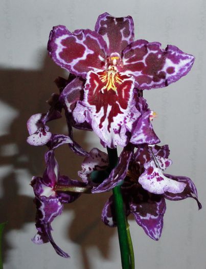 Melissa Brianne "Shady Lady"