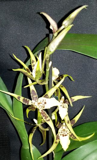 Brassidium Shooting Star ”Black Gold” - Brassia