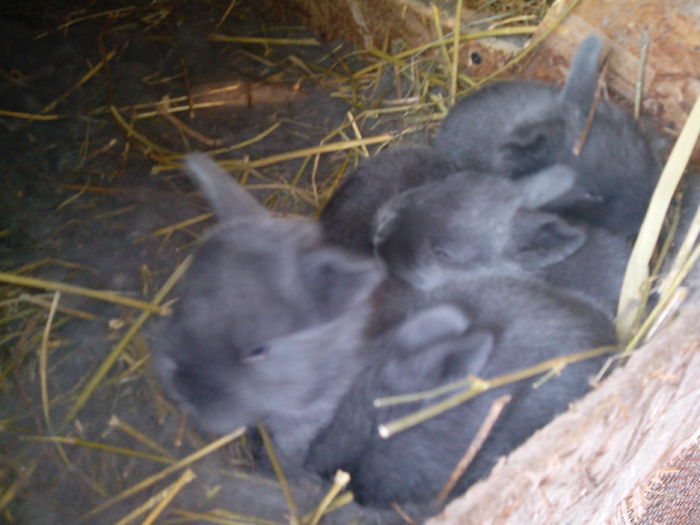 cuib 3 saptamani; 10 feb
