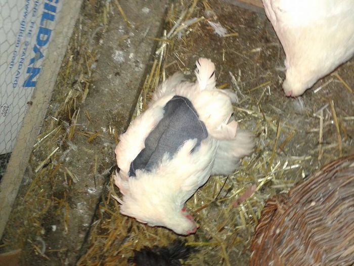 11044501_929884320363418_4091485485323006943_n