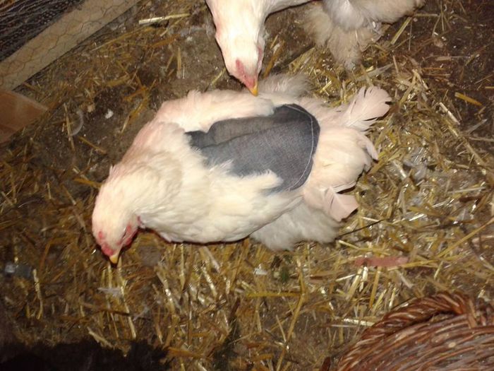 11025954_929884223696761_2810824576550563104_n