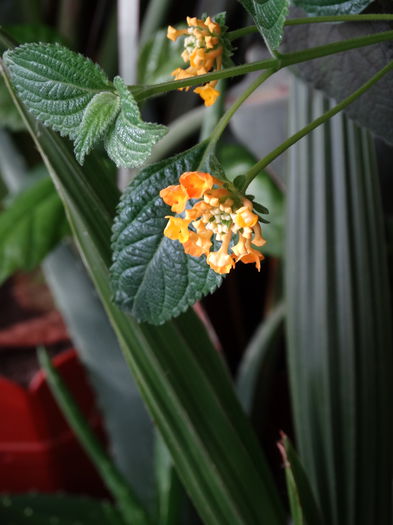 DSC09181 - Plante in ghiveci 2015