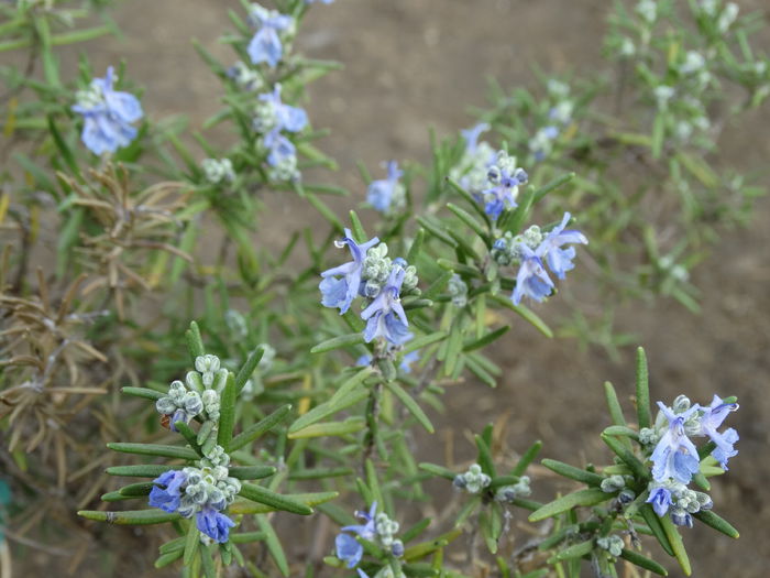 DSC09173 - Plante in ghiveci 2015