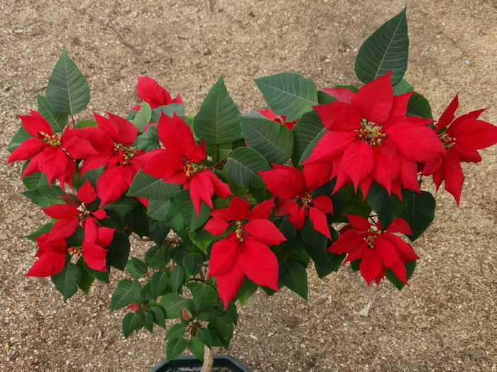 DSC09169 - Plante in ghiveci 2015
