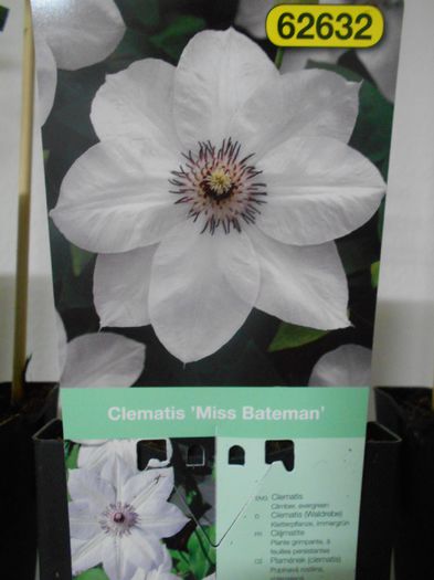 DSCN4162 - Clematite 2015