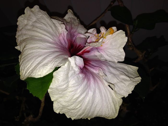 02 mar. 2015 - Hibiscus2015