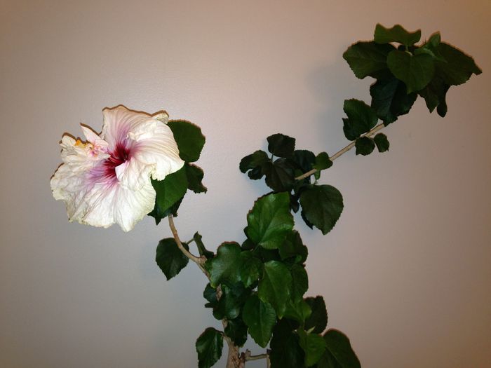 02 mar. 2015 - Hibiscus2015