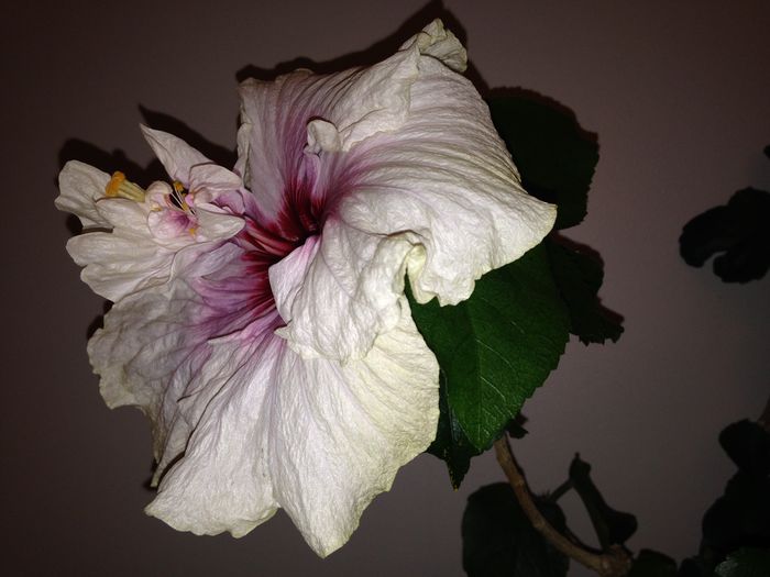 02 mar. 2015 - Hibiscus2015