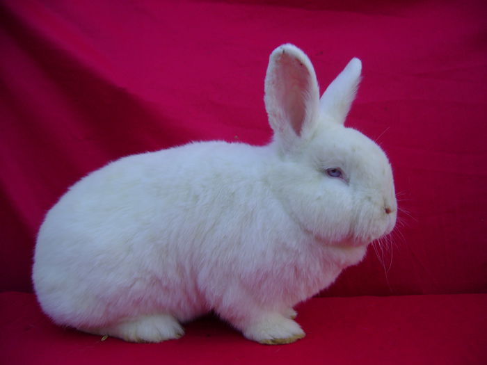 Masc C 4 luni -  Ploiesti - PH; Cuib 21.10.2014
F = M
