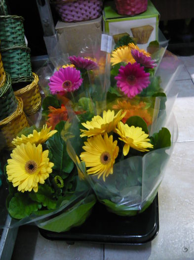 Gerbera de vanzare 20ron/bucata - GERBERA 20RON