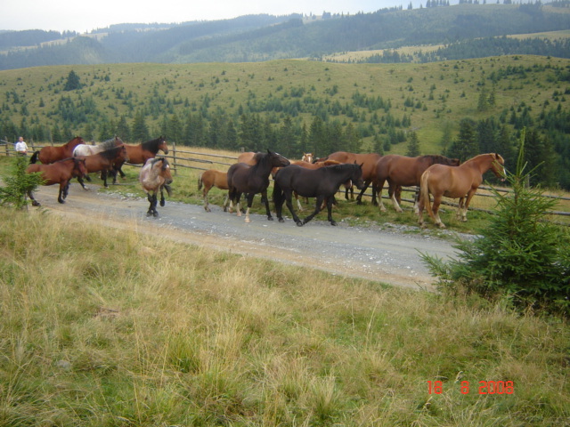 229 - Peisaje frumoase din Bucovina