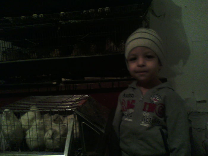 Mr. Prepelipescu Jr - PREPELITE OUATOARE