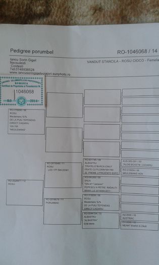 20150303_093056 - pedigrie porumbeii matca