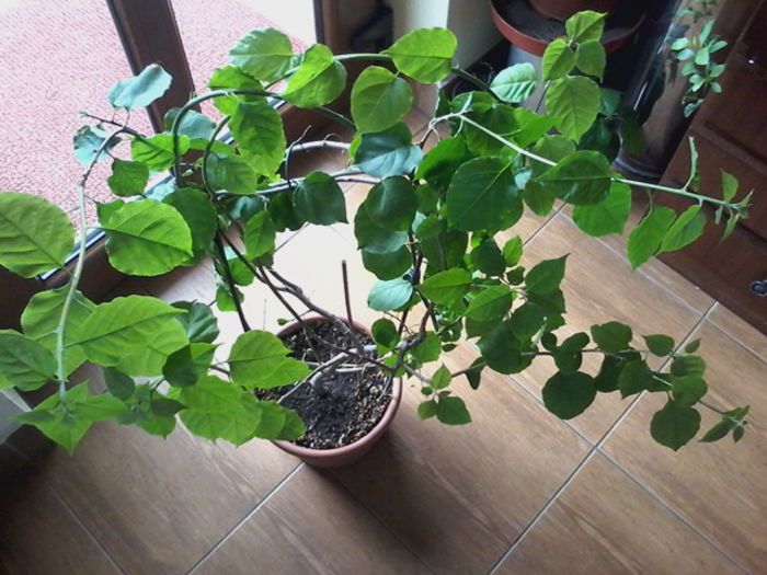 20150302_105538 - FLORILE  MELE