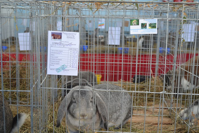 fem gri chinchila 95,5 pct - Rezultate obtinute la expo Iasi 2015