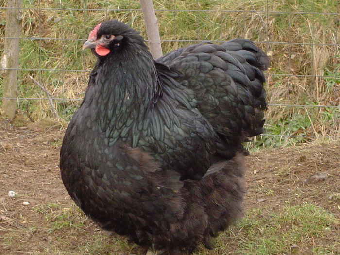 DSC00530 - ORPINGTON NEGRU