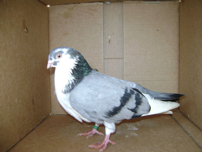 M 7977 I
