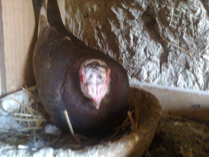 Fotografie0067 - porumbi berberi si porumbei carunculat
