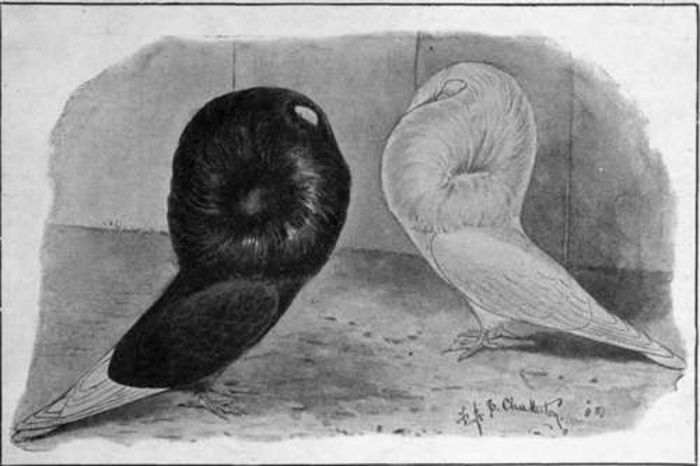 Black-and-white-Jacobin-pigeons-one-of-the-oldest-and-at[1] - Standardul porumbelului Iacobin