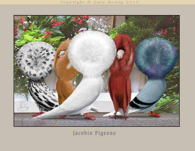 Jacobin-Group[1] - Standardul porumbelului Iacobin