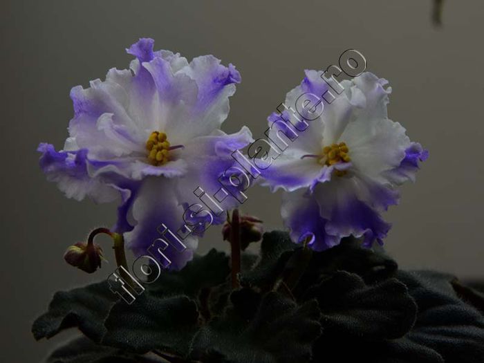 Saintpaulia EK Lambada