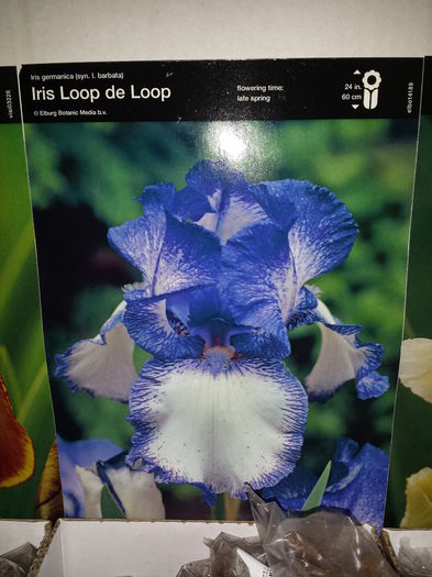 1 Achizitie primavara - Iris Loop de Loop - Plante de gradina - 2015