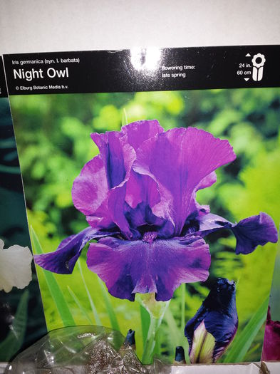 2 Achizitie primavara - Iris Night Owl - Plante de gradina - 2015