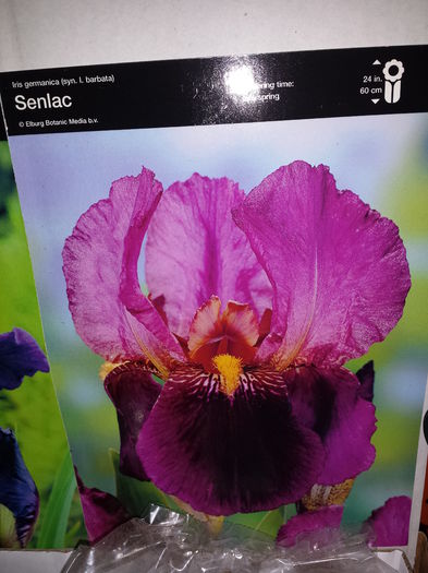 3 Achizitie primavara - Iris Senlac - Plante de gradina - 2015