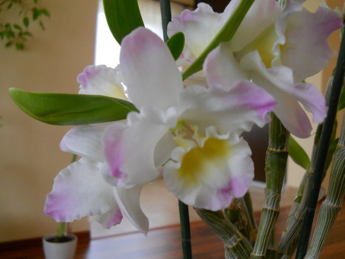 2293 - dendrobium 2015