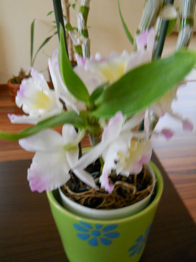 2295 - dendrobium 2015