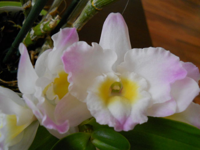 2300 - dendrobium 2015