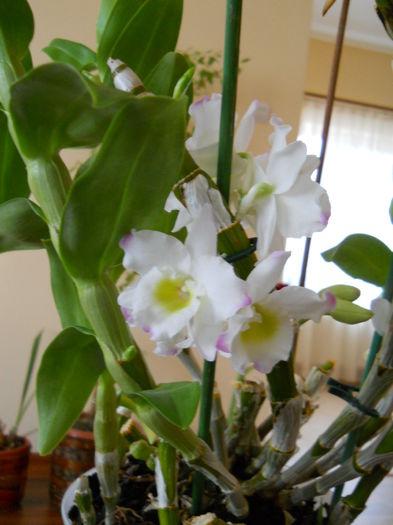 2302 - dendrobium 2015