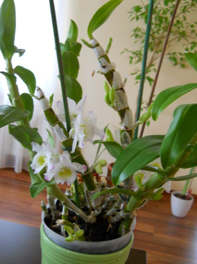 2303 - dendrobium 2015