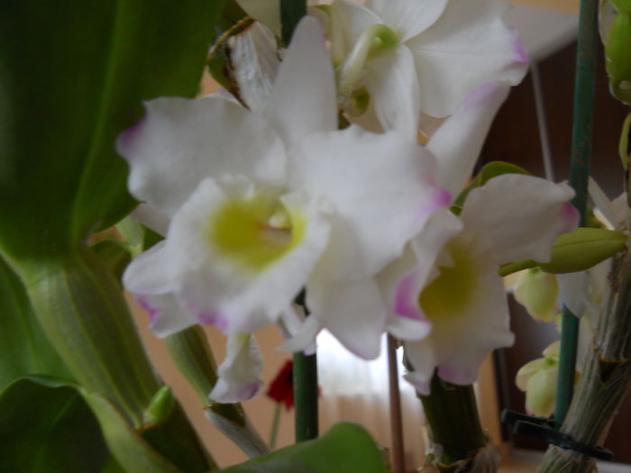 2304 - dendrobium 2015