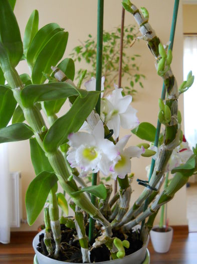 2305 - dendrobium 2015