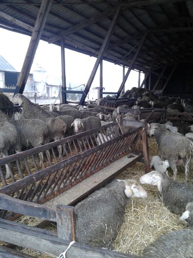 20150301_122912; Oi Merinos
