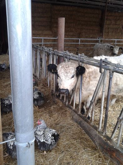 20150301_123029; Vaci Galoway
