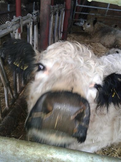 20150301_123058; Curiosa
