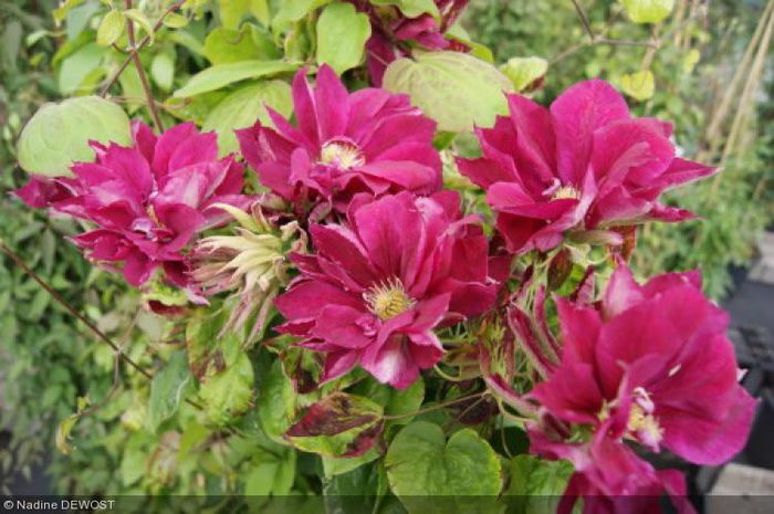 clematis_red_star - Achizitii 2014- 2015