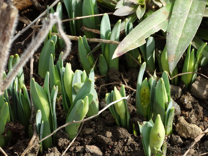 DSC09240 - Plante in gradina 2015