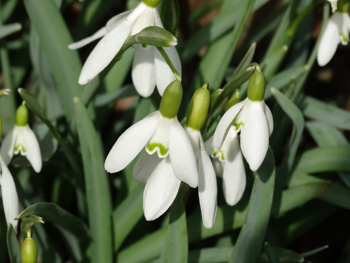 DSC09252 - Plante in gradina 2015