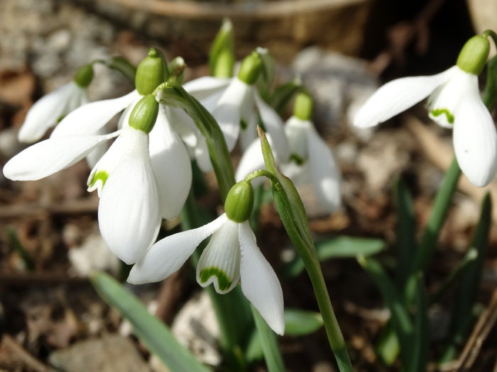 DSC09249 - Plante in gradina 2015