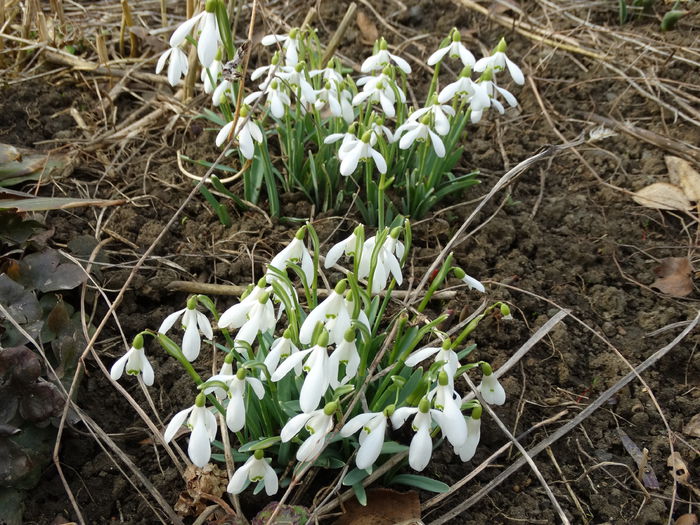 DSC09209 - Plante in gradina 2015