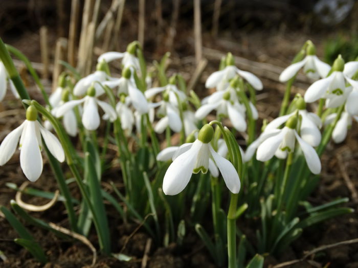 DSC09212 - Plante in gradina 2015